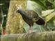 Colombian Chachalaca (Ortalis columbiana)