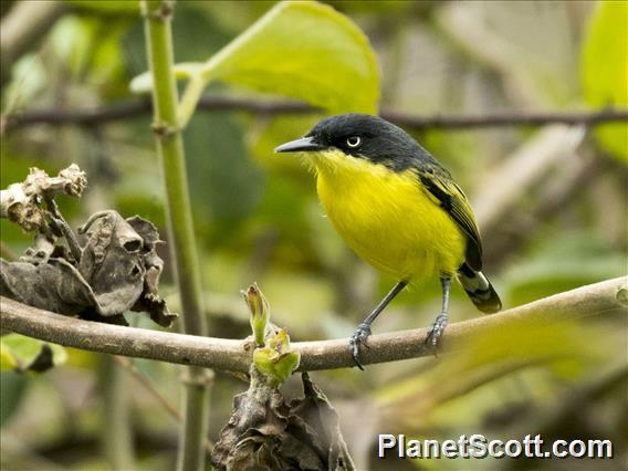 Common Tody-Flycatcher (Todirostrum cinereum)