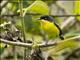 Common Tody-Flycatcher (Todirostrum cinereum)