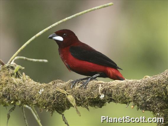 Crimson-backed Tanager (Ramphocelus dimidiatus)