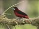 Crimson-backed Tanager (Ramphocelus dimidiatus)