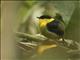 Golden-collared Manakin (Manacus vitellinus)