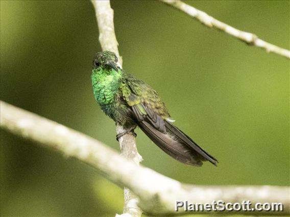 Green Hermit (Phaethornis guy)