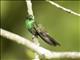 Green Hermit (Phaethornis guy)