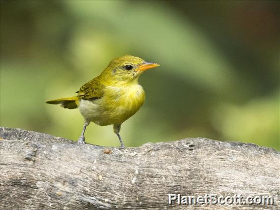 Guira Tanager (Hemithraupis guira)