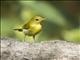 Guira Tanager (Hemithraupis guira)