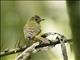 Ochre-bellied Flycatcher (Mionectes oleagineus)