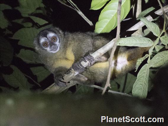 Colombian Night Monkey (Aotus lemurinus)