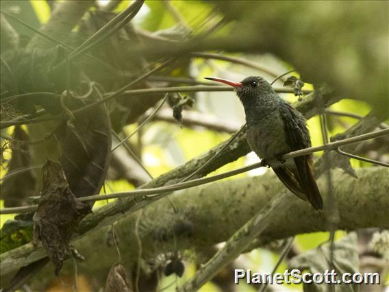 Rufous-tailed Hummingbird (Amazilia tzacatl)