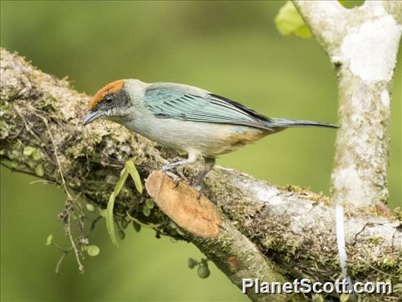 Scrub Tanager (Stilpnia vitriolina)