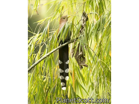 Common Squirrel-Cuckoo (Piaya cayana)