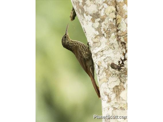 Streak-headed Woodcreeper (Lepidocolaptes souleyetii)