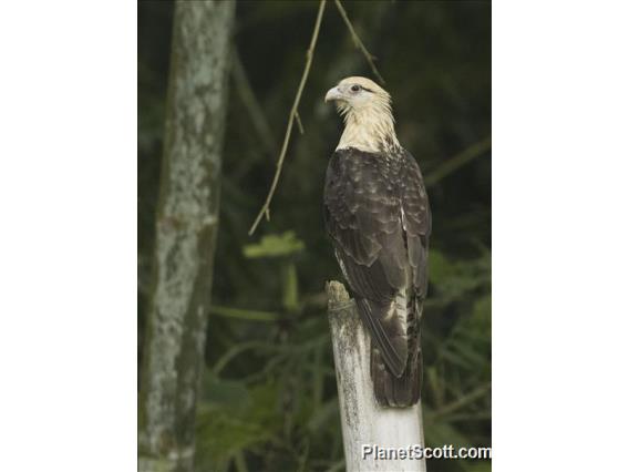 Yellow-headed Caracara (Daptrius chimachima)