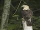 Yellow-headed Caracara (Daptrius chimachima)