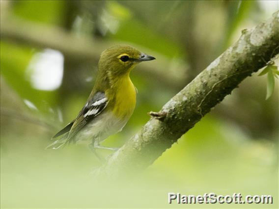 Yellow-throated Vireo (Vireo flavifrons)