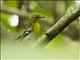 Yellow-throated Vireo (Vireo flavifrons)