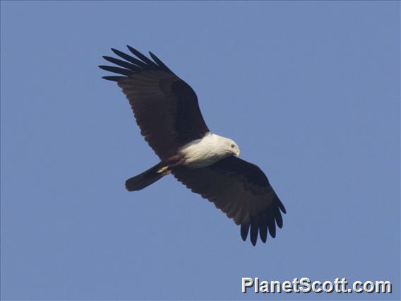 Brahminy Kite (Haliastur indus)