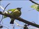 Brown-throated Sunbird (Anthreptes malacensis) - Female