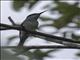 Blue-throated Bee-eater (Merops viridis)