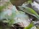 Oriental Whip Snake (Ahaetulla prasina)