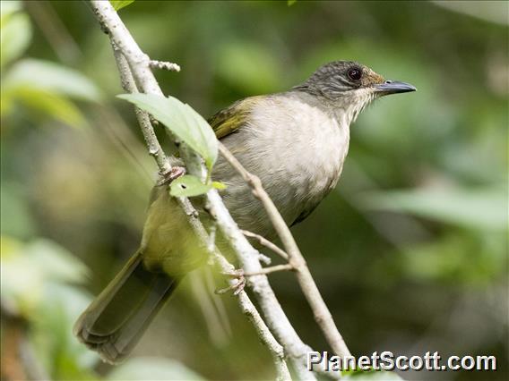 Olive-winged Bulbul (Pycnonotus plumosus)