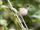 Olive-winged Bulbul (Pycnonotus plumosus)