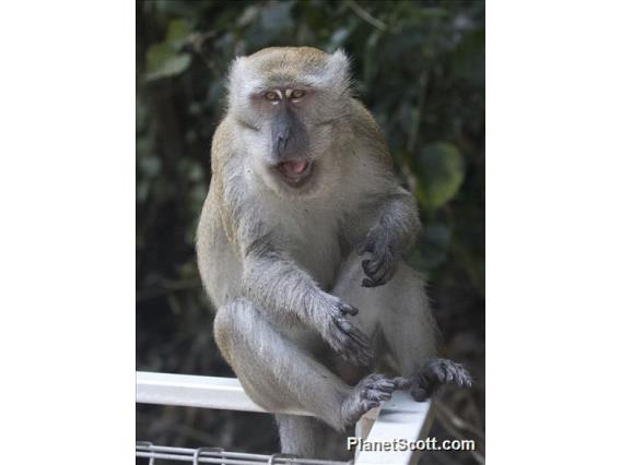 Long-tailed Macaque (Macaca fascicularis)