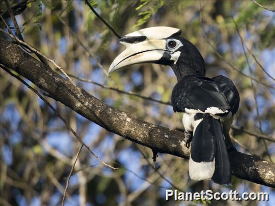 Oriental Pied-Hornbill (Anthracoceros albirostris)