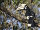 Oriental Pied-Hornbill (Anthracoceros albirostris)