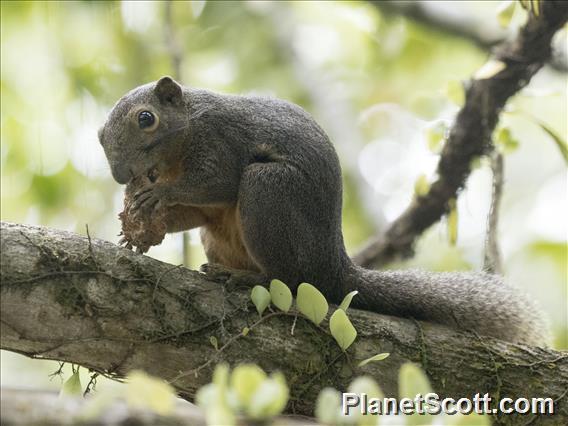 Common Red-bellied Squirrel (Callosciurus notatus)