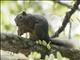 Common Red-bellied Squirrel (Callosciurus notatus)