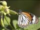 Common Tiger (Danaus genutia)