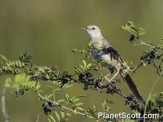 Striated Grassbird (Megalurus palustris)