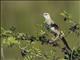 Striated Grassbird (Cincloramphus palustris)