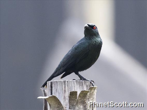 Asian Glossy Starling (Aplonis panayensis)