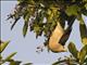 Gray Imperial-Pigeon (Ducula pickeringii)