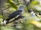 Gray Imperial-Pigeon (Ducula pickeringii)