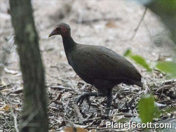 Philippine Megapode (Megapodius cumingii)