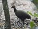 Philippine Megapode (Megapodius cumingii)