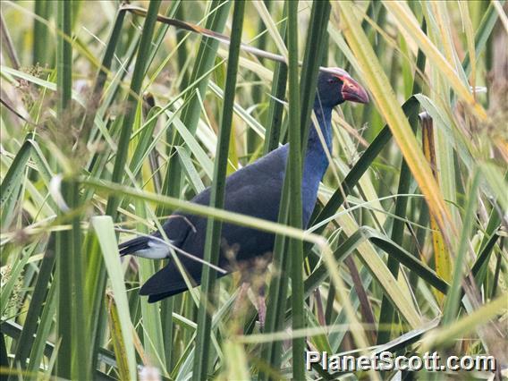 Black-backed Swamphen (Porphyrio indicus)