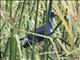 Black-backed Swamphen (Porphyrio indicus)