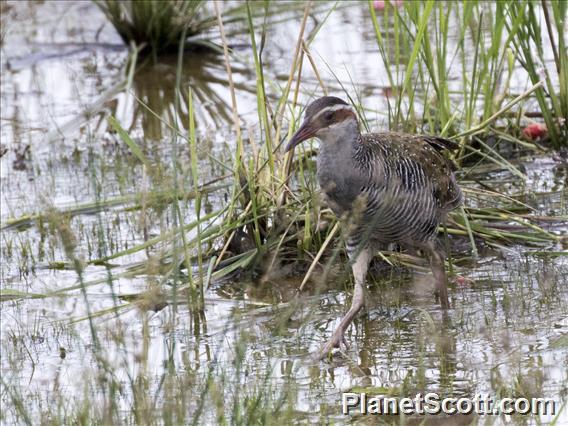 Buff-banded Rail (Gallirallus philippensis)