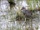 Buff-banded Rail (Gallirallus philippensis)