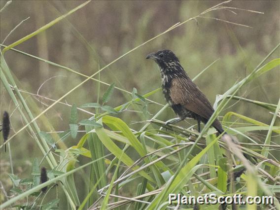 Lesser Coucal (Centropus bengalensis)