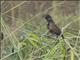 Lesser Coucal (Centropus bengalensis)