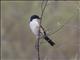 Long-tailed Shrike (Lanius schach)