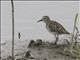 Long-toed Stint (Calidris subminuta)