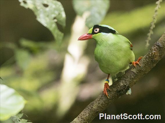 Bornean Green-Magpie (Cissa jefferyi)