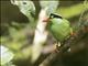 Bornean Green-Magpie (Cissa jefferyi)