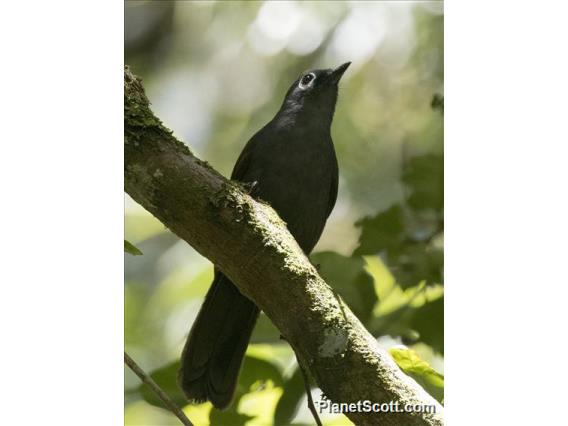 Sunda Laughingthrush (Garrulax palliatus)